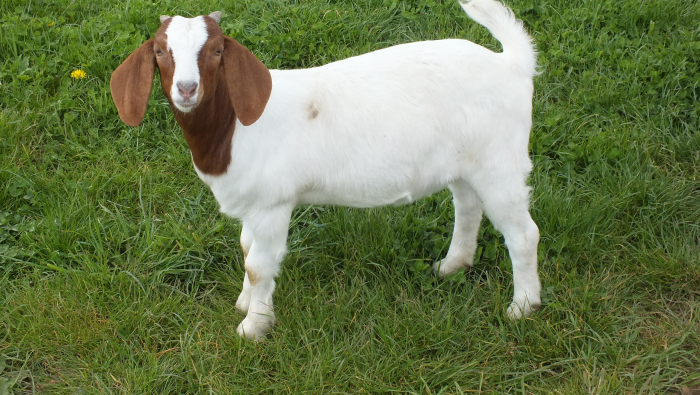 2021 Doe  Sold 