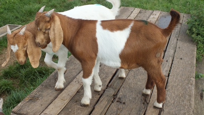 Latest 2019 Buck  27 -    SOLD