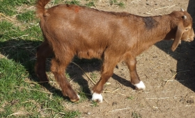 Kid 2019 - Doe 8 - Sold 