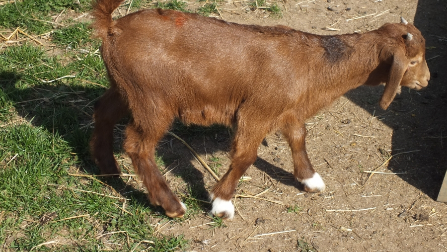 Kid 2019 - Doe 8 - Sold 