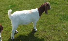 2019 Kid Doe 12 - SOLD