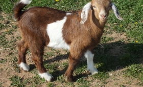 Kid 2019 - Buck 7 -  Sold 