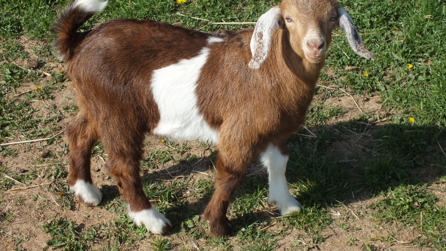 Kid 2019 - Buck 7 -  Sold 