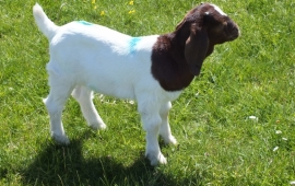 Buck 20 -  For sale