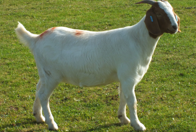 Doe  - SOLD 2022 - 3