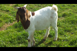 Buck - SOLD - 2022 _ 3