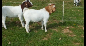 Latest 2019 Buck  55 -  Sold