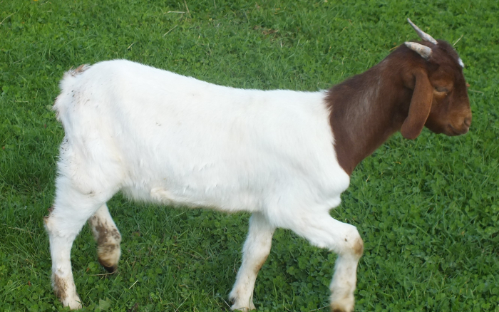 Doe  For Sale 2022 - 2