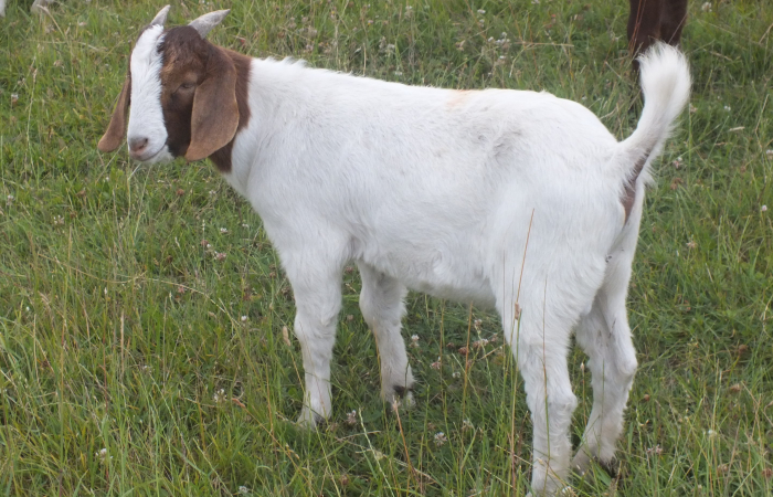 Buck  For Sale 2023 - 8