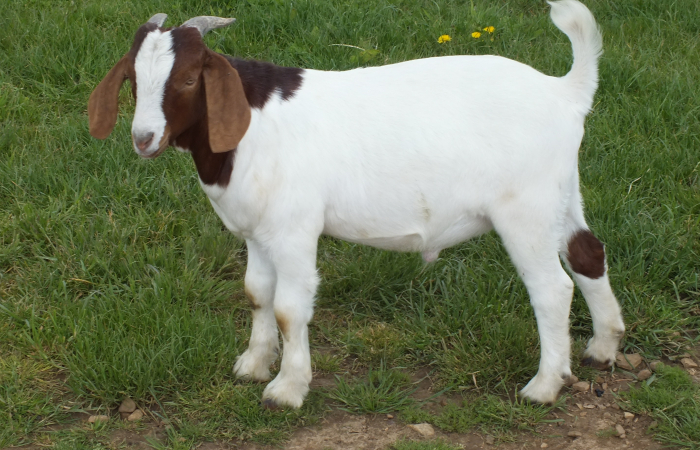 2021 Buck Sold 