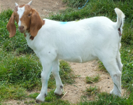 Doe 50- 2020 kid  Sold