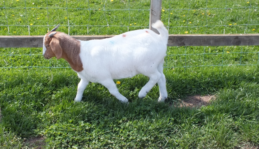 2019 Kid Doe 9 - Sold