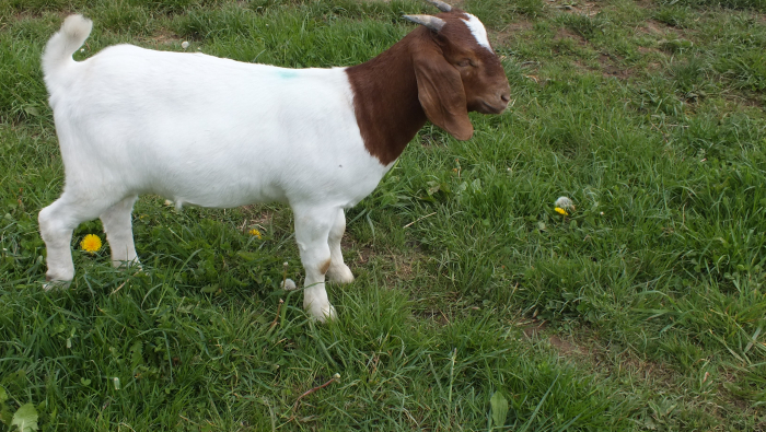 2021 Doe For Sale 