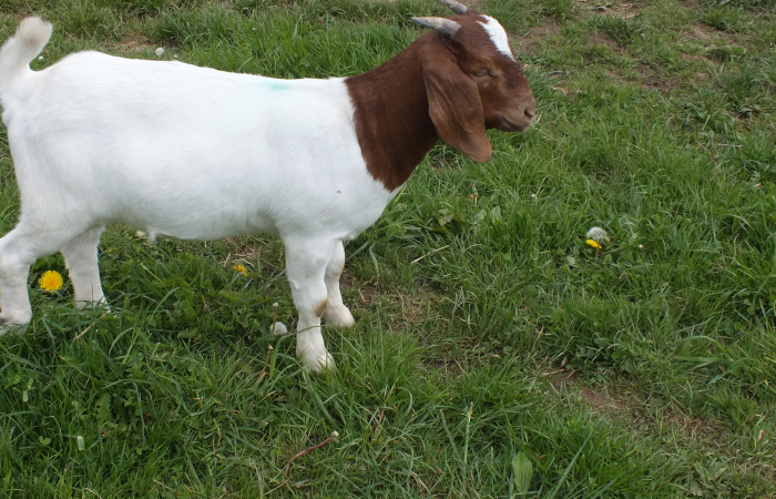 2021 Doe For Sale 