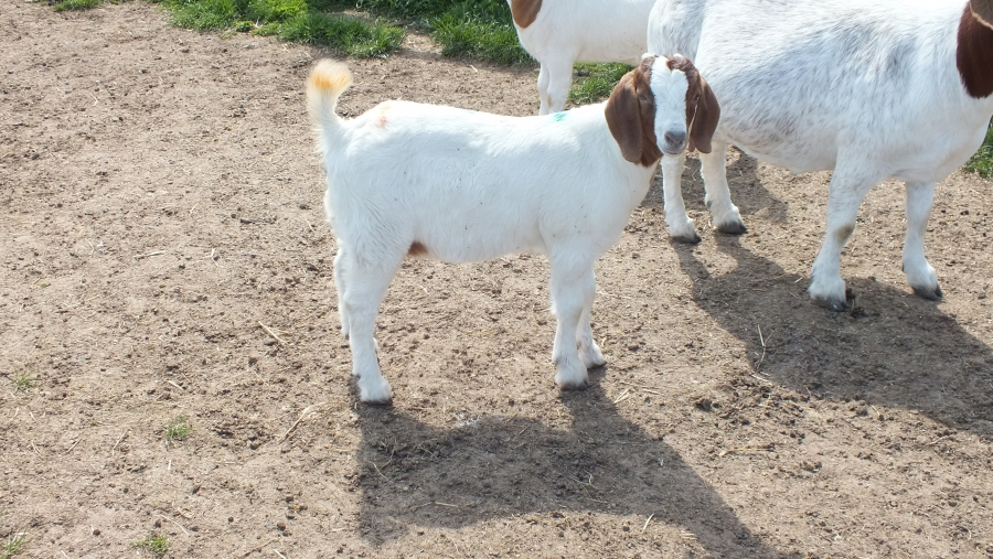 2019 Kid Doe 11 - SOLD