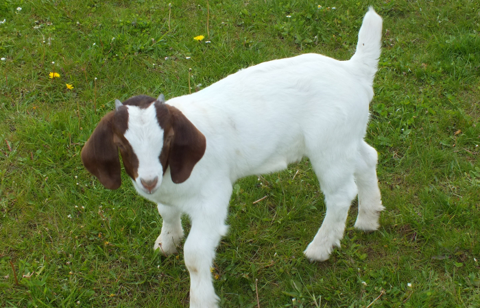 2021 Doe For Sale 