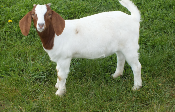 2021 Doe For Sale
