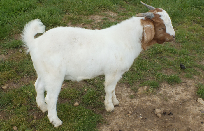 2021 Buck SOLD 