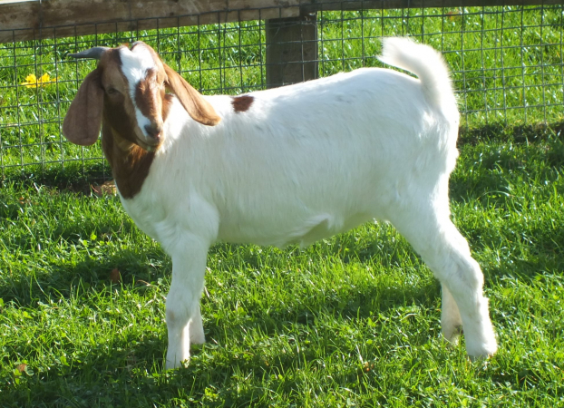 Doe  - SOLD  2022 - 10
