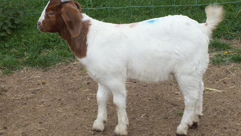 Kid 2019 - Doe 4 - For Sale