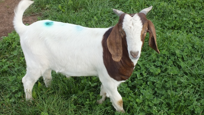 Latest 2019 Buck  58 -  SOLD