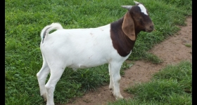 Latest 2019 Buck  20 -  Sold