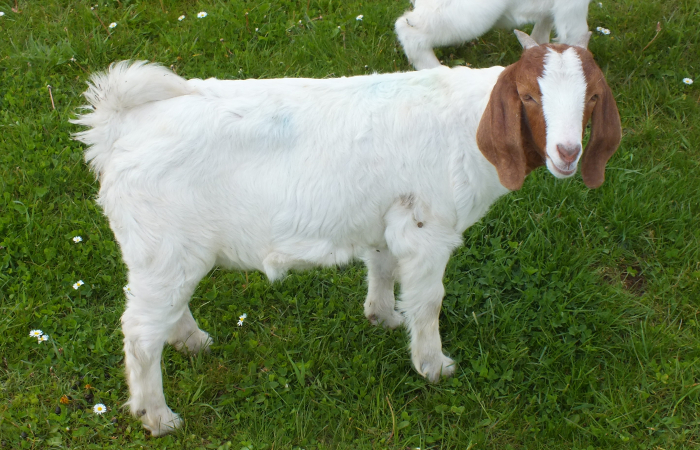 2021 Doe For Sale
