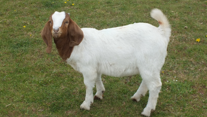 2019 Kid Doe 1 - For Sale