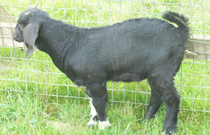 Buck  SOLD  2023 - 5