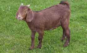 2021 Doe  Herd