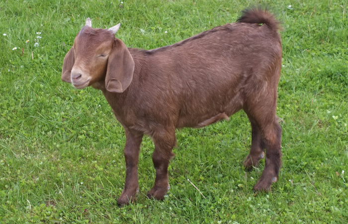 2021 Doe  Herd