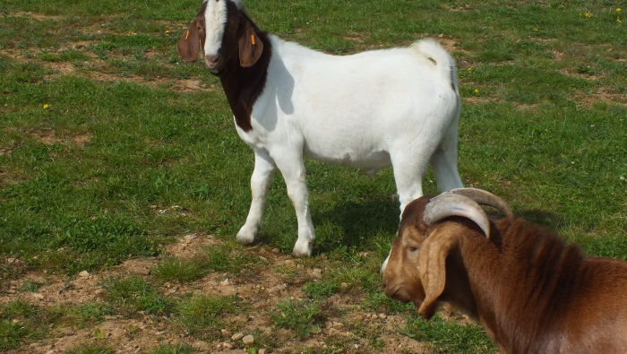 Latest 2019 Buck 23 - For Sale 